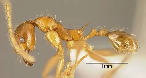 Pheidole rogeri specimen CASENT0635519 image casent0635519_3