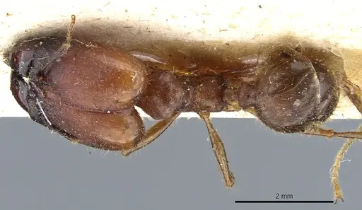 Pheidole rogeri specimen CASENT0904329 image casent0904329_1