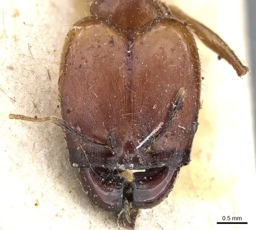 Pheidole rogeri specimen CASENT0904329 image casent0904329_2