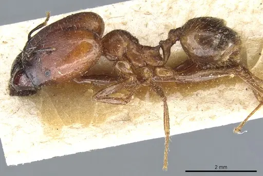 Pheidole rogeri specimen CASENT0904329 image casent0904329_3