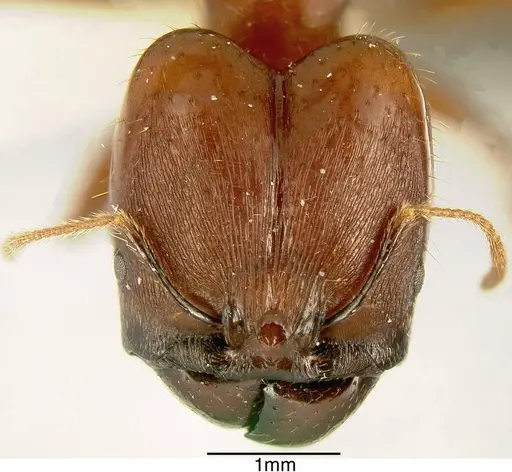 Pheidole rogeri specimen INBIOCRI001282986 image inbiocri001282986_1