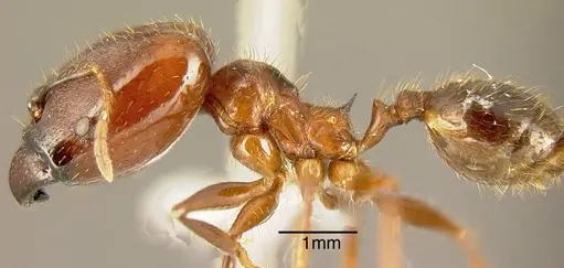 Pheidole rogeri specimen INBIOCRI001282986 image inbiocri001282986_2