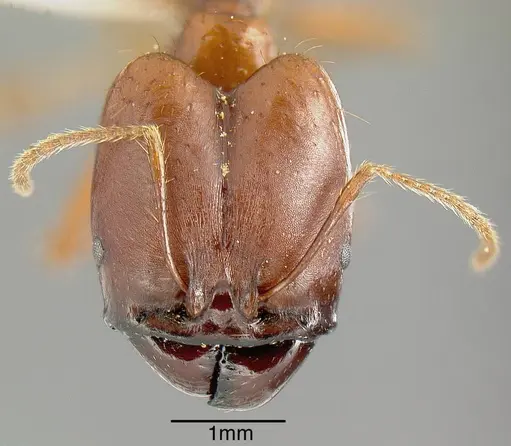 Pheidole rogeripolita specimen CASENT0636564 image casent0636564_1