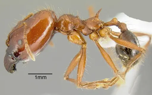 Pheidole rogeripolita specimen CASENT0636564 image casent0636564_2