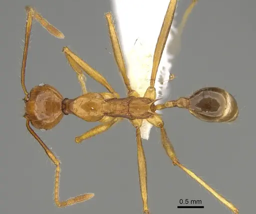 Pheidole rogeripolita specimen CASENT0646359 image casent0646359_1