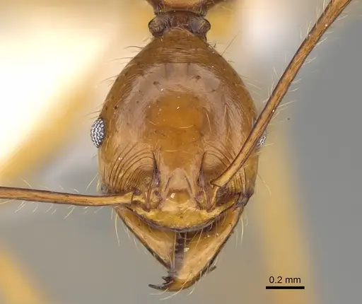 Pheidole rogeripolita specimen CASENT0646359 image casent0646359_2