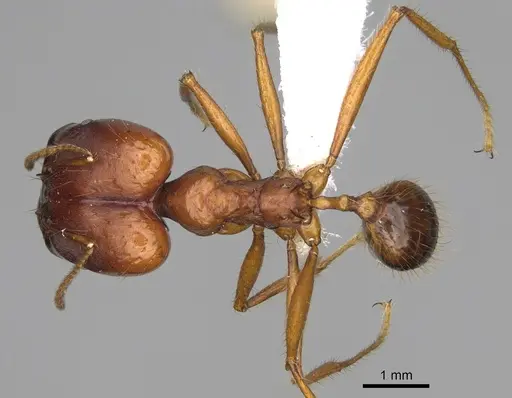 Pheidole rogeripolita specimen CASENT0646364 image casent0646364_1