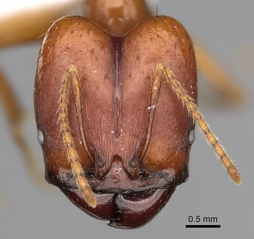 Pheidole rogeripolita specimen CASENT0646364 image casent0646364_2