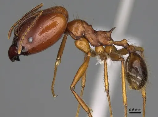 Pheidole rogeripolita specimen CASENT0646364 image casent0646364_3