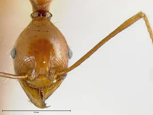 Pheidole rogeripolita specimen JTLC000006466 image jtlc000006466_1