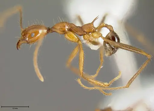 Pheidole rogeripolita specimen JTLC000006466 image jtlc000006466_2