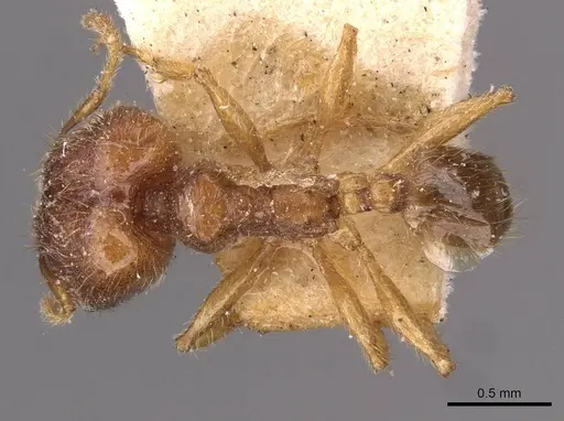 Pheidole rogersi specimen CASENT0907947 image casent0907947_1
