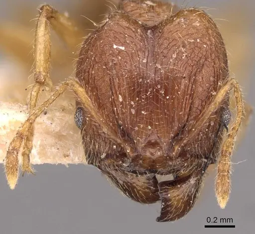 Pheidole rogersi specimen CASENT0907947 image casent0907947_2