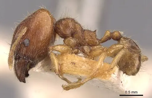 Pheidole rogersi specimen CASENT0907947 image casent0907947_3