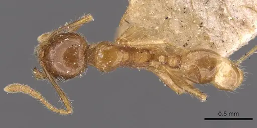 Pheidole rogersi specimen CASENT0907948 image casent0907948_1