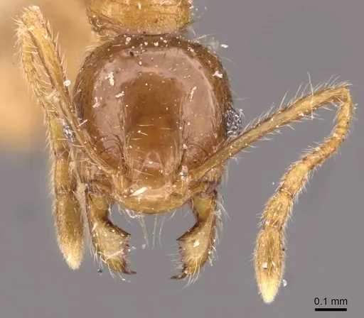 Pheidole rogersi specimen CASENT0907948 image casent0907948_2
