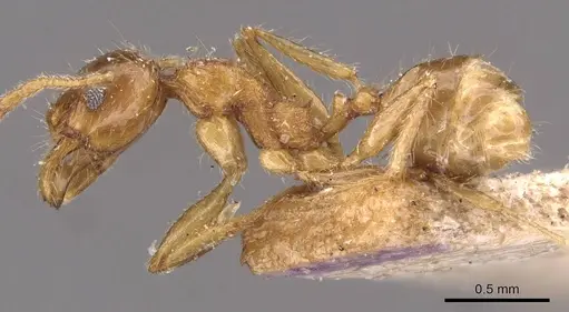 Pheidole rogersi specimen CASENT0907948 image casent0907948_3