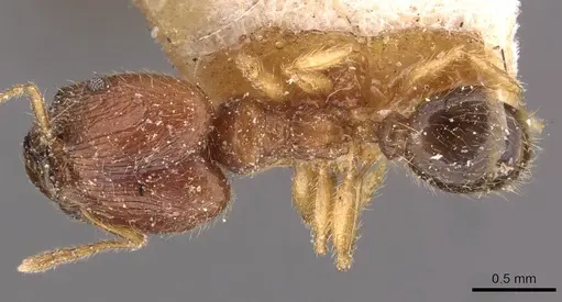 Pheidole rogersi specimen CASENT0907949 image casent0907949_1