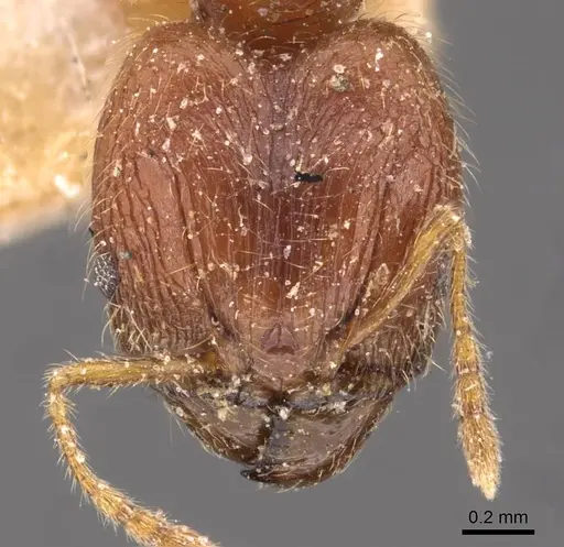 Pheidole rogersi specimen CASENT0907949 image casent0907949_2