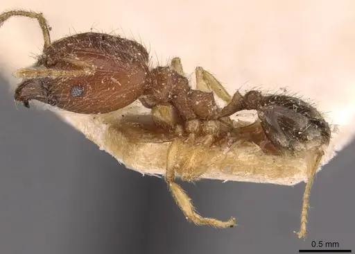 Pheidole rogersi specimen CASENT0907949 image casent0907949_3