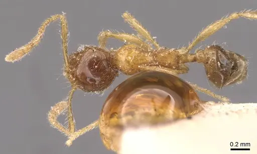 Pheidole rogersi specimen CASENT0907950 image casent0907950_1