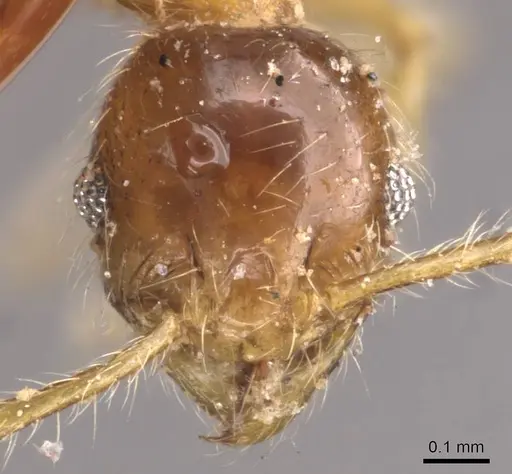 Pheidole rogersi specimen CASENT0907950 image casent0907950_2