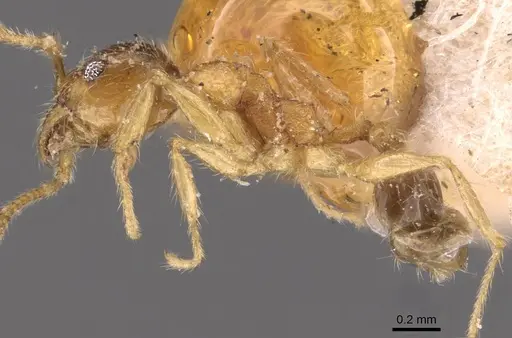 Pheidole rogersi specimen CASENT0907950 image casent0907950_3