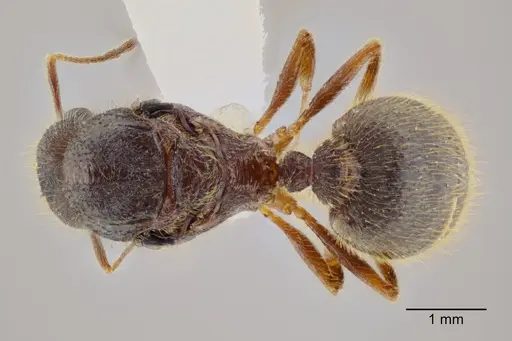 Pheidole rohani specimen CASENT0653347 image casent0653347_1
