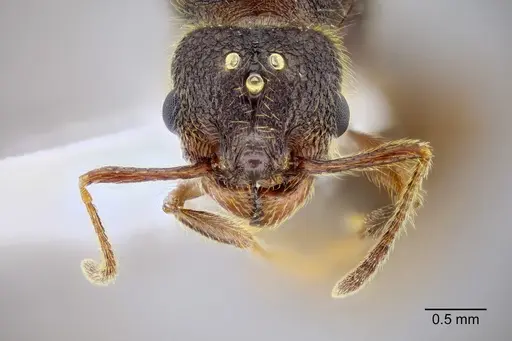 Pheidole rohani specimen CASENT0653347 image casent0653347_2