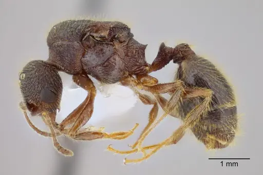 Pheidole rohani specimen CASENT0653347 image casent0653347_3
