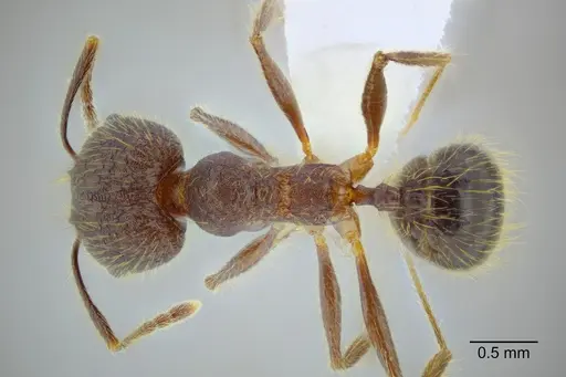 Pheidole rohani specimen CASENT0653348 image casent0653348_1