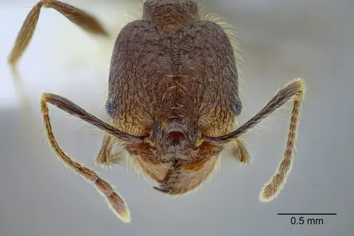Pheidole rohani specimen CASENT0653348 image casent0653348_2