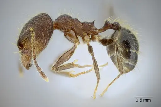 Pheidole rohani specimen CASENT0653348 image casent0653348_3