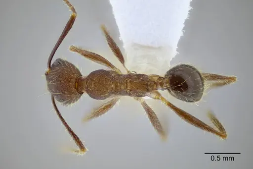 Pheidole rohani specimen CASENT0653349 image casent0653349_1