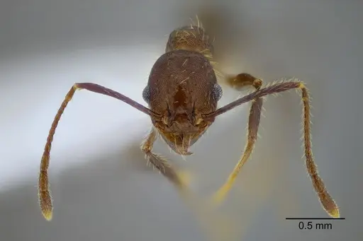Pheidole rohani specimen CASENT0653349 image casent0653349_2