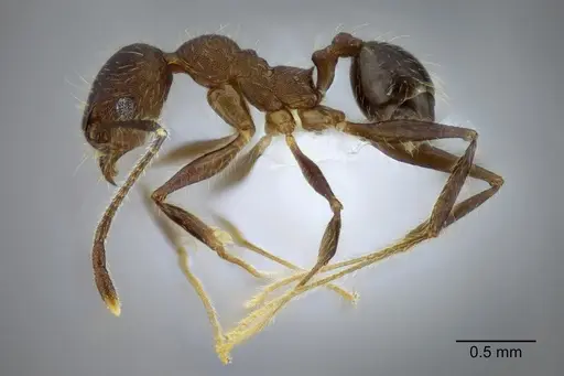 Pheidole rohani specimen CASENT0653349 image casent0653349_3