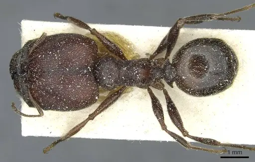 Pheidole rohani specimen CASENT0913423 image casent0913423_1