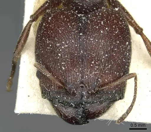 Pheidole rohani specimen CASENT0913423 image casent0913423_2
