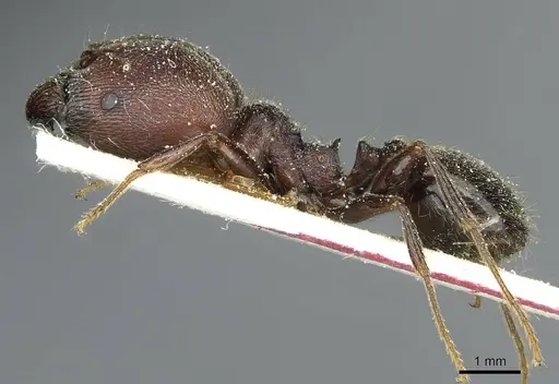 Pheidole rohani specimen CASENT0913423 image casent0913423_3