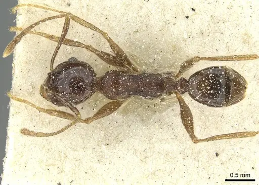 Pheidole rohani specimen CASENT0913424 image casent0913424_1