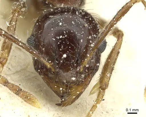 Pheidole rohani specimen CASENT0913424 image casent0913424_2