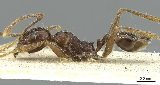Pheidole rohani specimen CASENT0913424 image casent0913424_3