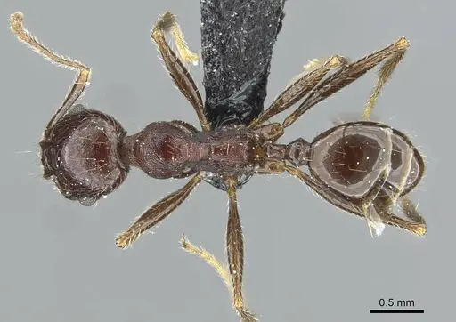Pheidole rohani specimen CASENT0913425 image casent0913425_1
