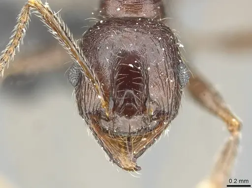 Pheidole rohani specimen CASENT0913425 image casent0913425_2