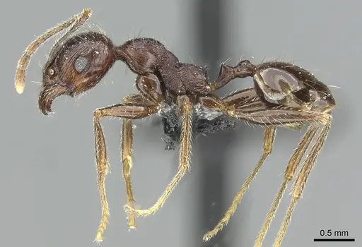 Pheidole rohani specimen CASENT0913425 image casent0913425_3