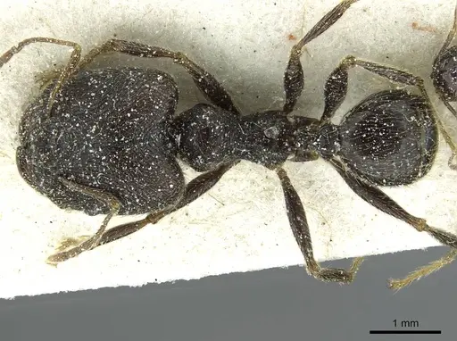 Pheidole rohani specimen CASENT0913426 image casent0913426_1