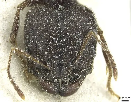 Pheidole rohani specimen CASENT0913426 image casent0913426_2
