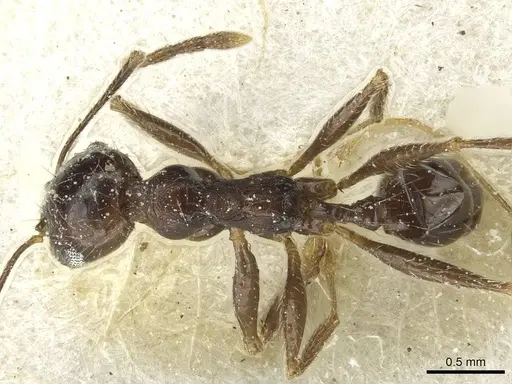 Pheidole rohani specimen CASENT0913427 image casent0913427_1