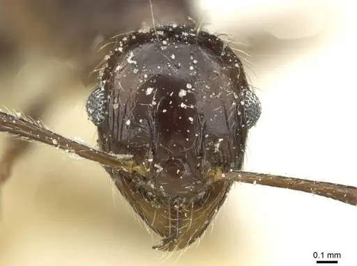 Pheidole rohani specimen CASENT0913427 image casent0913427_2