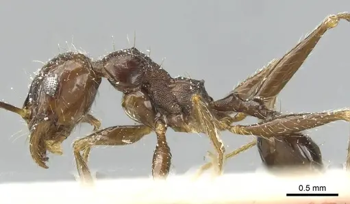 Pheidole rohani specimen CASENT0913427 image casent0913427_3